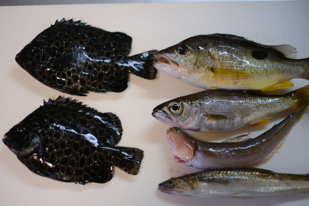 釣って持ち帰った魚