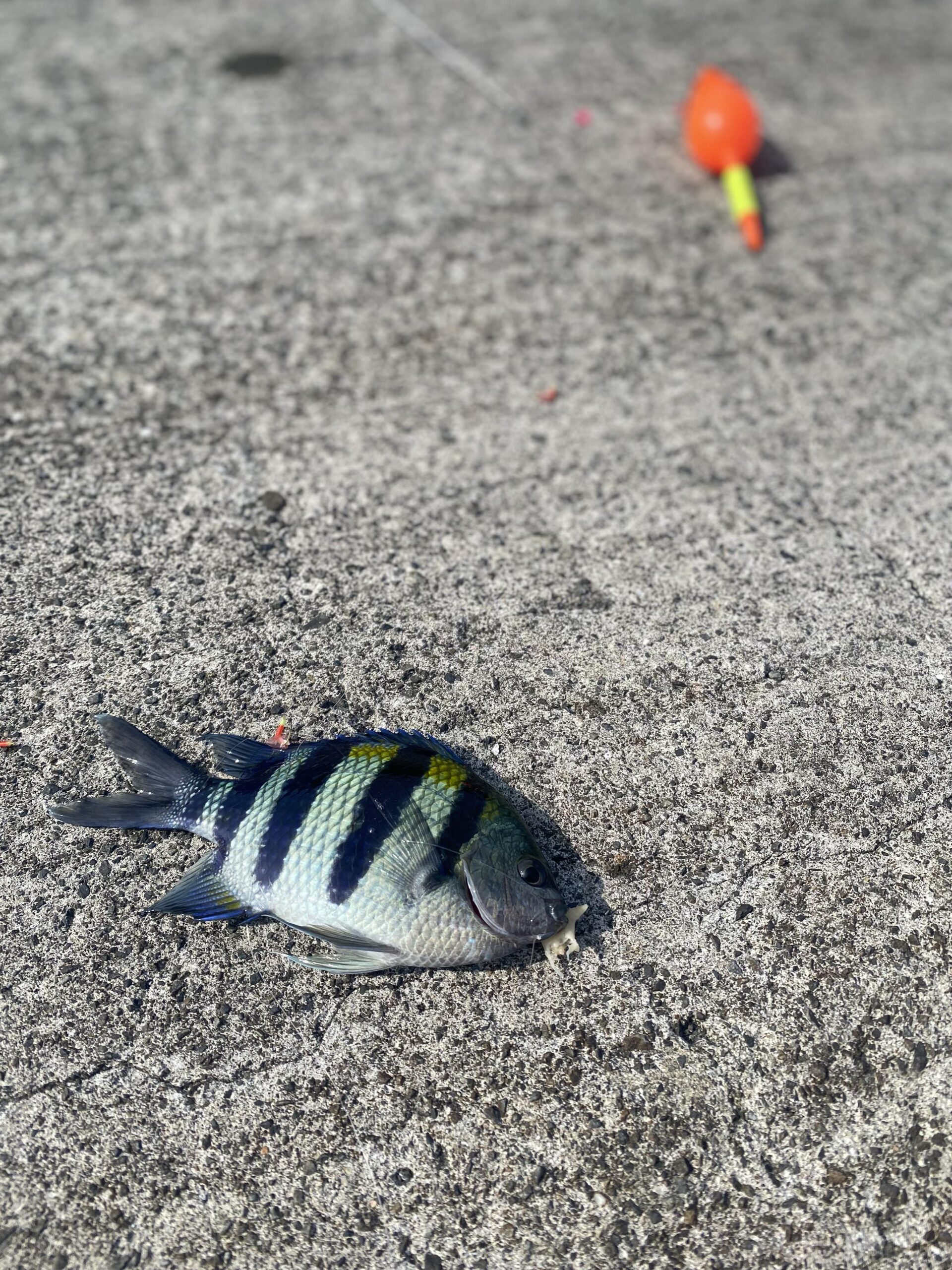 サビキで釣れたオヤビッチャ