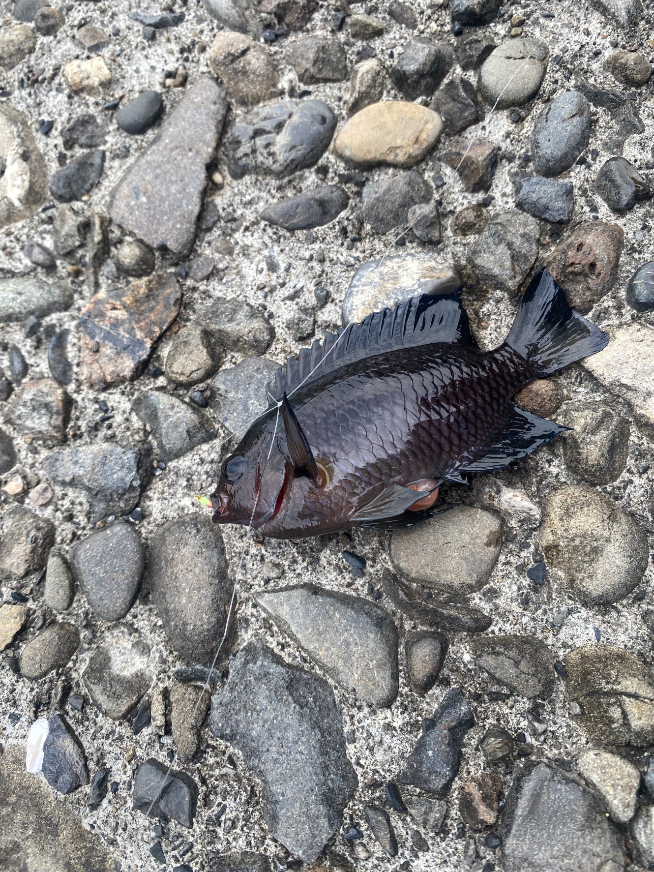 サビキで釣れたナガサキスズメダイ
